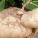 김화자농장 이미지