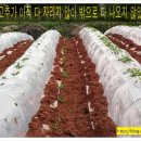 고창군무장면강남보건진료소 | 고추밭에서 가지치기 하는 중입니다~