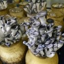 아인농장 이미지