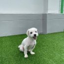 도그송 강아지분양 인천 송도점 | 송도 강아지임시보호 고양이 분양 행복한 만남을 위해 (feat.용산,마포,성동구,양천구,연수구)