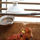 중앙한우농장 이미지