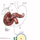 프로폴리스 상세자료(펌글) 이미지