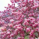 목련세탁 이미지