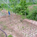 유인목장 이미지