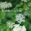 선기로2-5 이미지