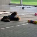 리츠펫 동탄능동점 이미지