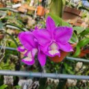 Cattleya nobilior "Elegance"카틀레야 노빌리올 "엘레강스" 이미지