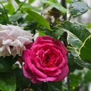 머리꽃 피우다 이미지