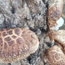 동백자연에너지 | 제주동쪽명소 삼달리 꽃밭에서 조용한 겨울 동백꽃 방문 후기