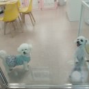 복터진강아지 이미지