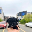 마이도그샵 이미지