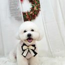 메리몰펫샵 | 사직동애견미용 찾는 분께 메리몰펫샵에서 느낀 1:1 케어 후기