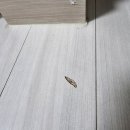 더 마루 | 마루보수키트 셀프 시공 실패 후 전문 복원업체 맡긴 후기