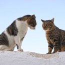 고려치과기공소 이미지