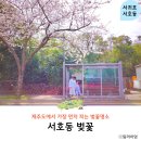 서호동-29 | 제주 벚꽃 명소 서귀포 서호동 개화 시기 실시간 근처 가볼만한곳