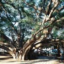 바니얀 나무 Banyan Tree 이미지