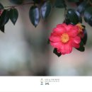 혜원 Daum카페
