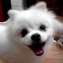 로얄애견 이미지