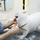 나의 마음을 전해줘 | 대구동구강아지미용 슈슈네, 7년차 사장님이 직접 전해드리는 케어 원칙 (호텔링·놀이터 안내)
