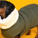 도그엔젤 이미지