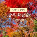 소나무 숲 리조트 | 광주 곤지암리조트 화담숲 단풍 실시간 cctv 단풍 현황 후기