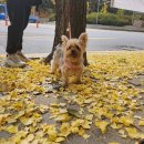 하울팟 케어클럽(분당서현점) 이미지