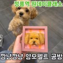 천연염색골무 | 펠트 원데이클래스 ] 무지개 다리건너간 강아지를 다시 만날 수 있는 깜냥깜냥 양모펠트 공방 후기 및 가격