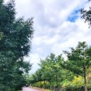 천년의 하루 | [제주여행] 제주 비자림 방문 후기 - 천년의 숲에서 힐링한 하루