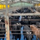 숲깊은 농장 이미지