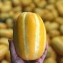 석가네