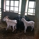 동막골흑염소 이미지