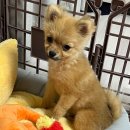 야옹아멍멍해봐삼각점 | 광주 야옹아멍멍해봐 삼각점 포메라니안 입양 후기