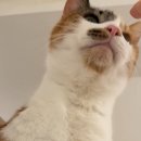 나우메디 | 끝나지 않는 고양이 턱드름 치료기 2편 : 주방세제, 식기 변경, 메디캣츠 연고, 사료 변경