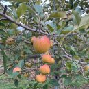 화촌면 산초울로 이미지