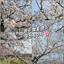 광주금호점새마을식당 | [3월27일 실시간] 광주 벚꽃 명소 운천저수지 개화 현황 &amp; 새단장 주말 나들이 (feat. 강아지 산책)