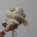 네네치킨구성점 이미지