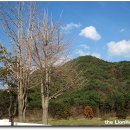 은행나무집 이미지