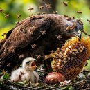 Honey Buzzard: 135 Days From Egg to Survivor | Surviving Venom &amp; Swarms 이미지