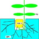 단고추 - 단고추의 재배관리기술 이미지