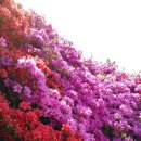 섬진강변 철쭉길 이미지