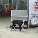 고신농장 네이버블로그