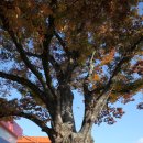 느티나무 이미지