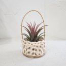 이오난사 미니라탄바구니 이미지