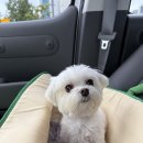 그림동물병원 | 오송봄봄동물병원, 접종 내돈내산 후기 feat. 집 나온 강아지