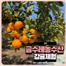 서성일로 | 제주 아쿠아플래닛 근처 감귤따기 체험 금수레농수산 솔직 후기