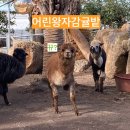 왕자농장 | 감귤체험, 알파카 동물농장!!제주 어린왕자감귤밭 후기