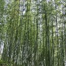 [허리디스크 증상] 대나무처럼 뻣뻣해지는 허리디스크 bamboo spine '강직성척추염' 이미지