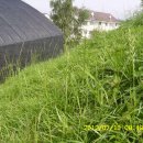 녹색목장 이미지