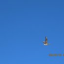 새바라기 이미지