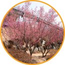 풍남동-03(생태체험관) | 울산 홍매화명소 장생포고래문화마을 볼거리 울산 여행 데이트코스 가볼만한곳